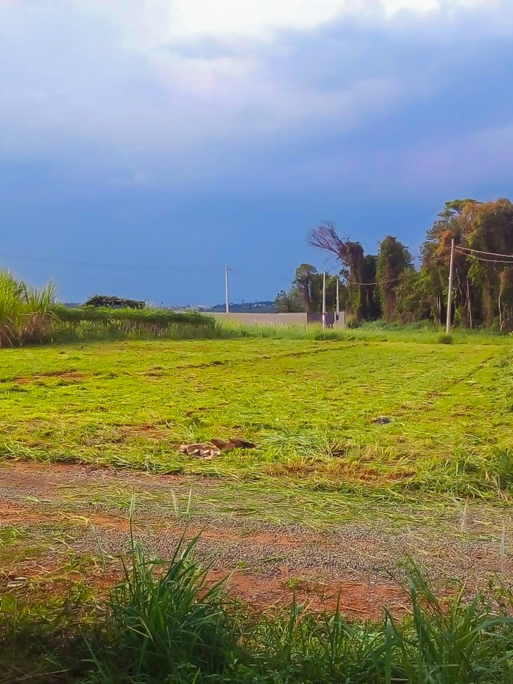 Terreno em Condomnio - Venda - Pires de Baixo - Limeira - SP